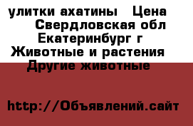 улитки ахатины › Цена ­ 50 - Свердловская обл., Екатеринбург г. Животные и растения » Другие животные   